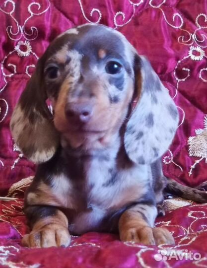 Щенки кроличьей таксы