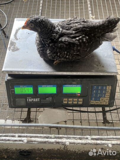 Цыплята подрощенные мясояичных пород