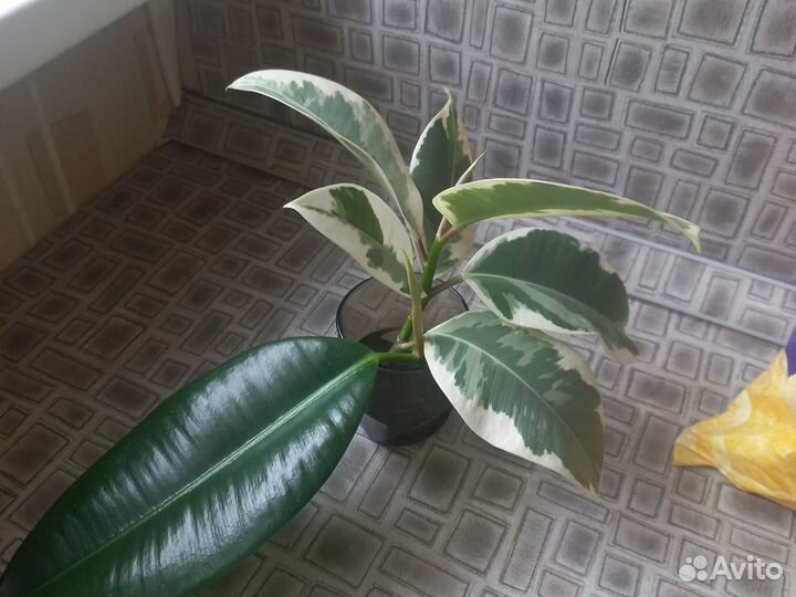 Фикус каучуконосный Эластика