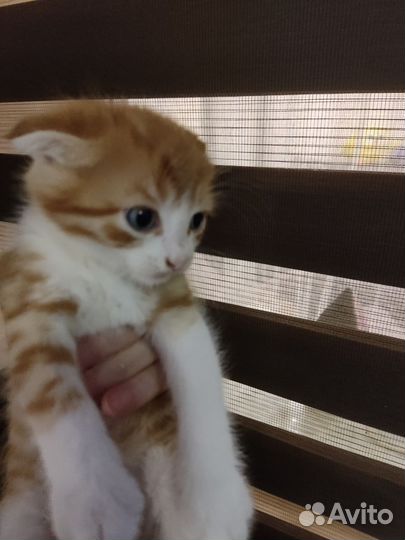 Шотландская