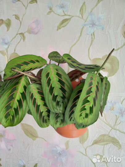 Домашние растения маранта триколор