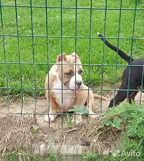 Американский булли