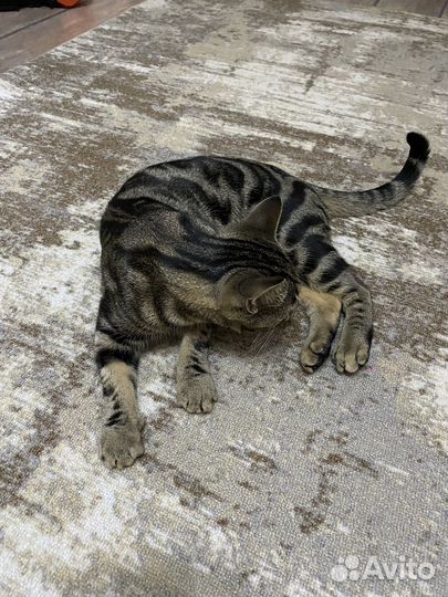 Абиссинский кот вязка