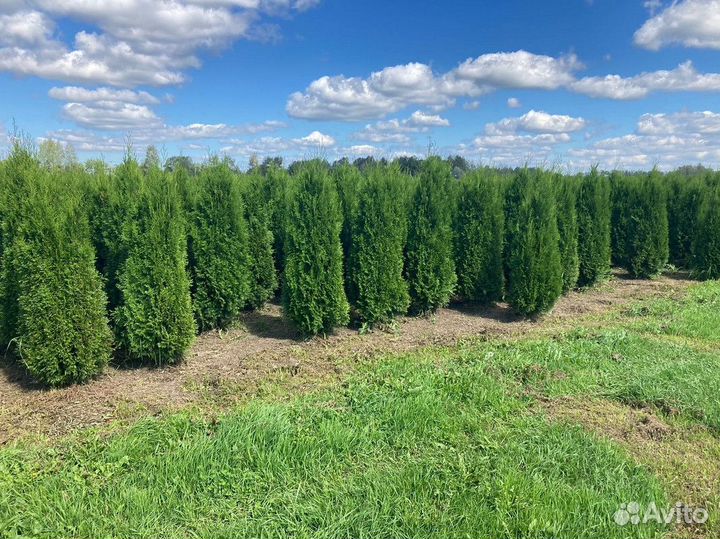 Туя из питомника 180-200 см