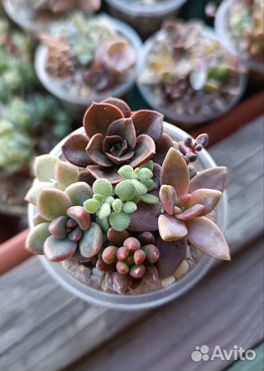 Суккуленты 5