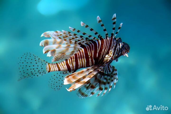 Рыбка Крылатка-зебра чернополосая