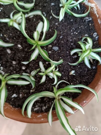 Хлорофитум