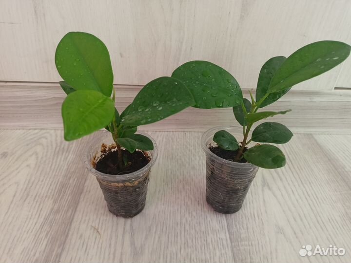 Фикусы: Макломе