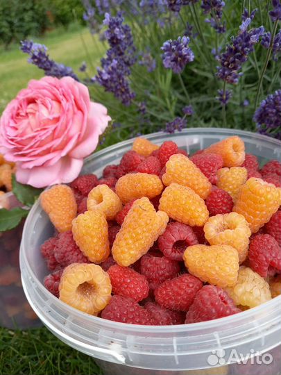 Ягоды малины