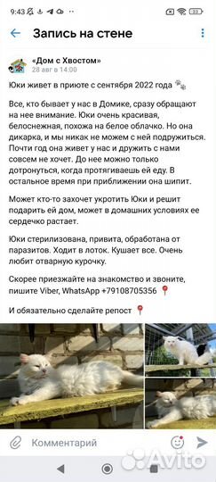 Кошка-белое облако