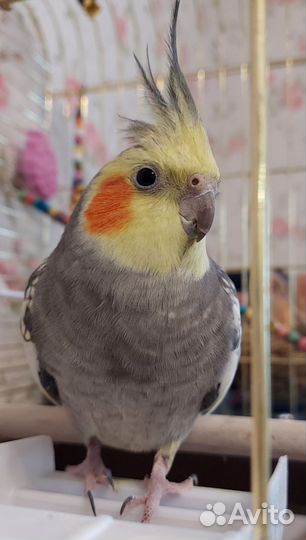 Попугай корелла с клеткой