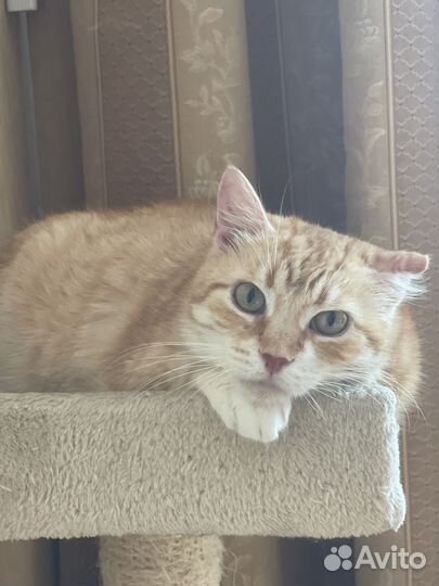 Рыжая кошка девочка