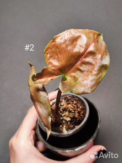 Сингониум клубничный лед Тайский