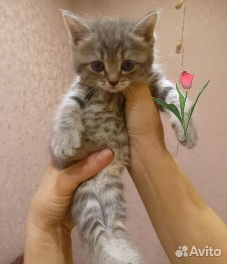 Котята в добрые ручки