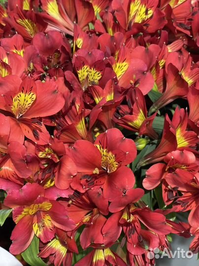 Альстромерия корни