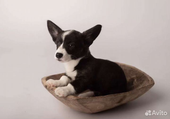 Вельш-корги кардиган