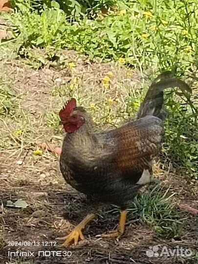 Молодые петухи