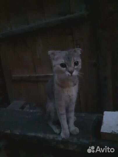 Найдена вислоухая кошка