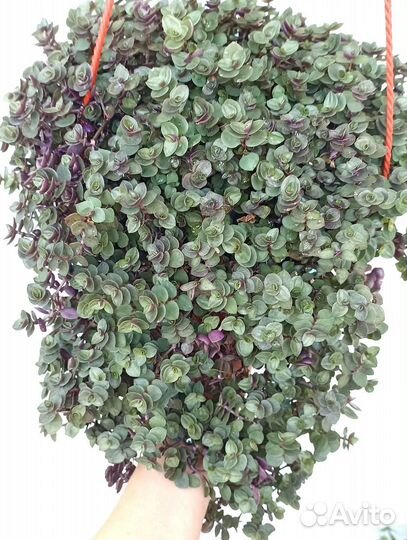 Комнатные цветы для озеленения большие кашпо