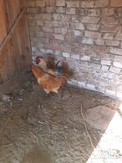 Петухи лакеданзи