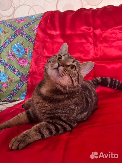 Кошечка Элис