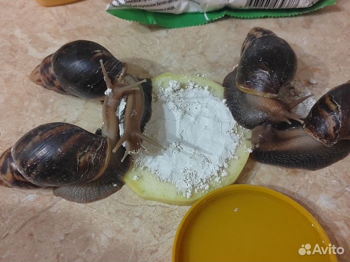 Улитки Ахатины