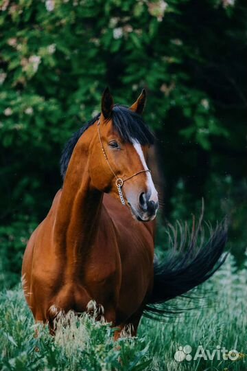 Тракененский жеребец 2020 г.р