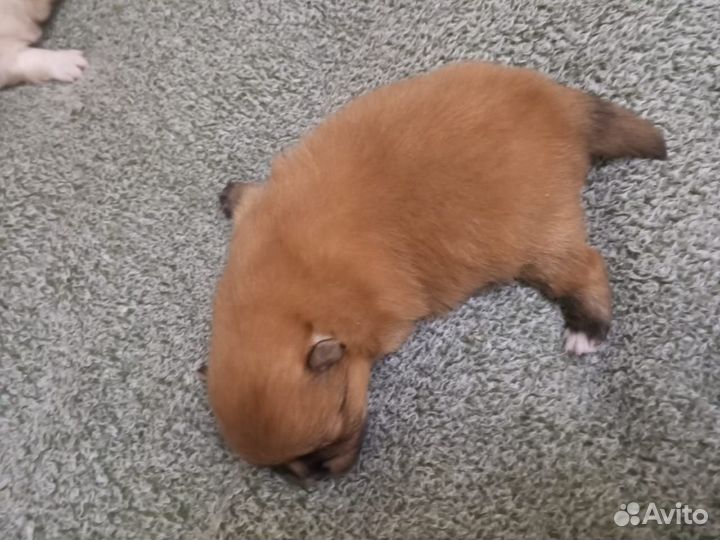 Померанский шпиц