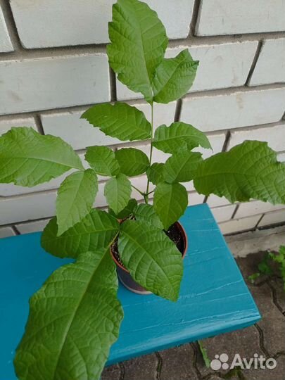 Грецкий орех саженцы