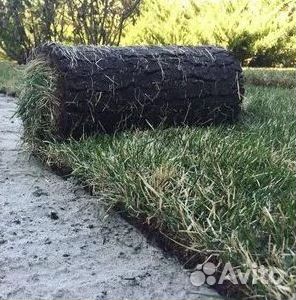 Газон рулонный