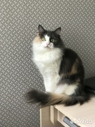 Котенок (девочка) в добрые руки