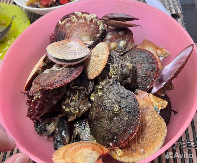 Морской гребешок живой