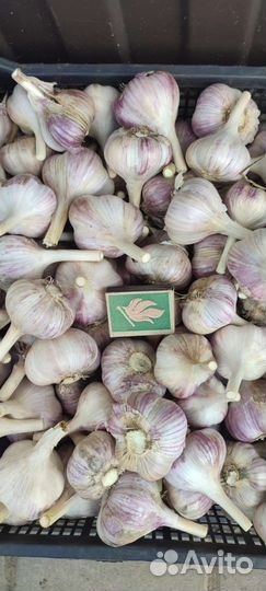 Чеснок
