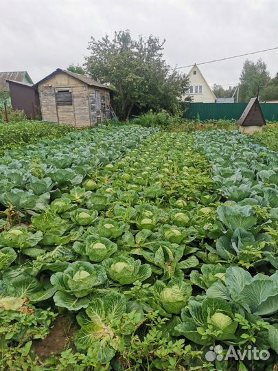 Капуста белокочанная