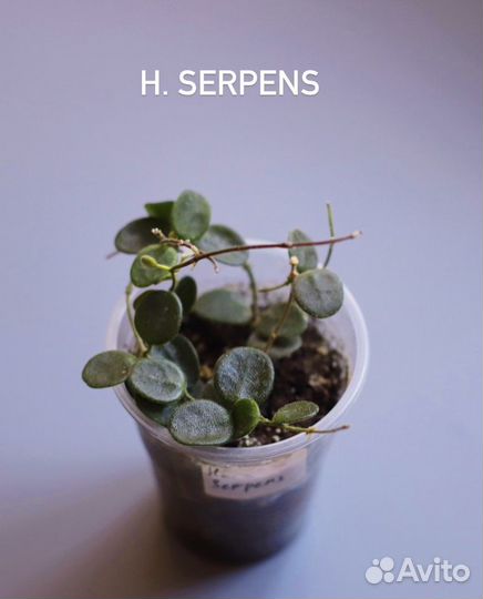 Хойя укоренённые черенки