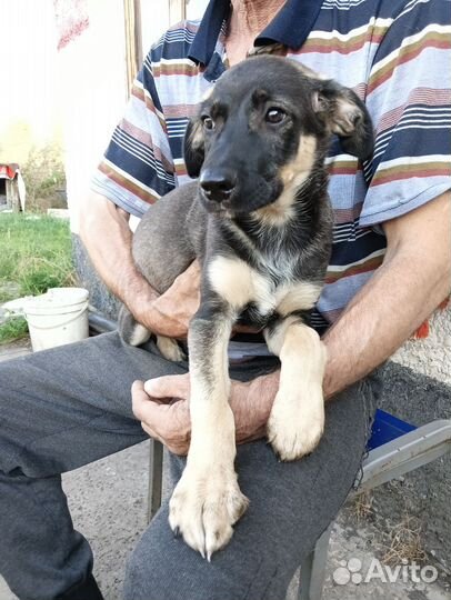 Собака подозревака ищет дом, щенок мальчик