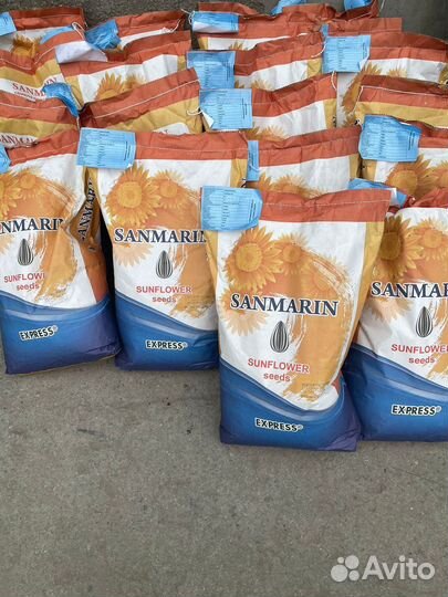 Семена подсолнечника гибриды Экспресс Евролайтинг