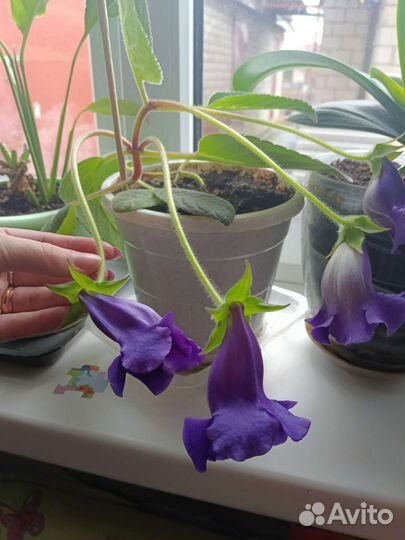 Комнатный цветок Глоксинья