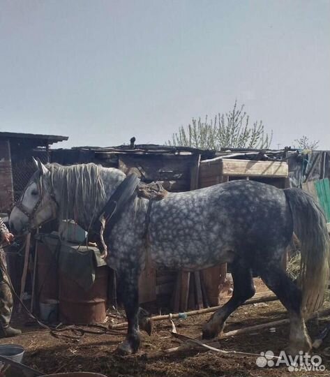 Лошадь жеребец