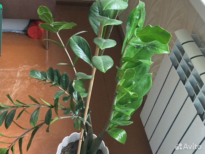 Замиокулькас замиелистный-доллоровое дерево