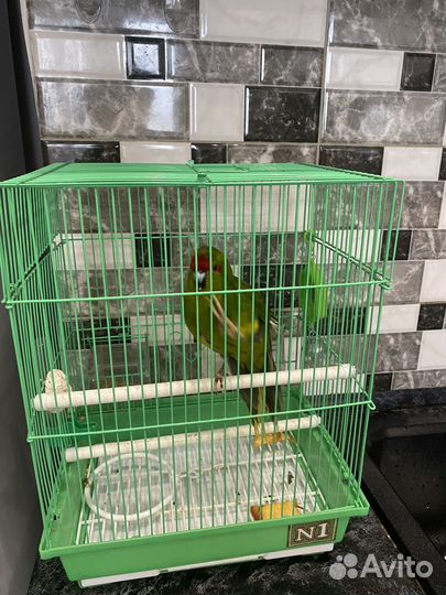 Попугай Какарик