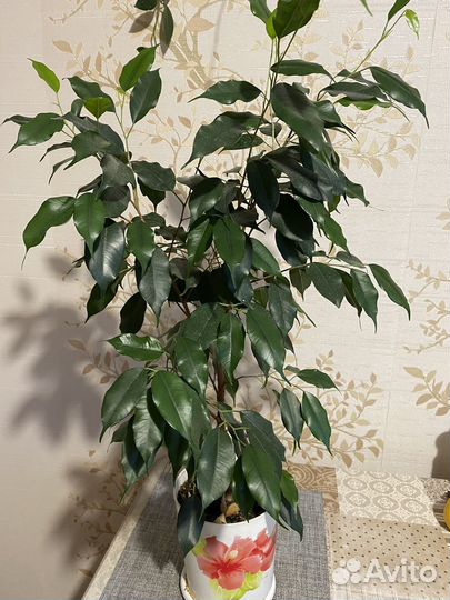 Фикус бенджамина
