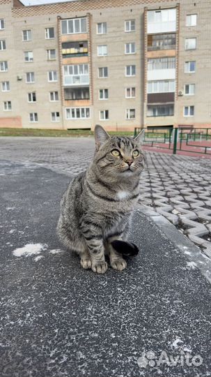 Котик ищет добрых мам и пап