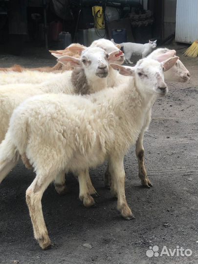 Катумские овцы,ягнята