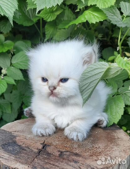 Пушистые девочки и мальчик