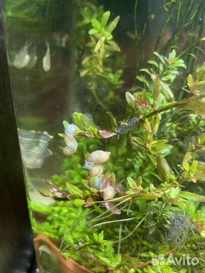 Анциструсы сомы, улитки, аквариумные растения
