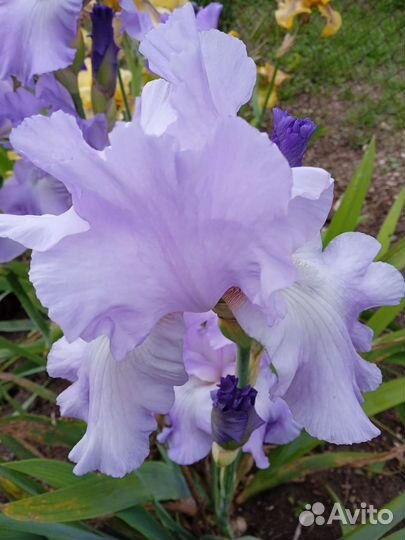 Ирисы бородатые