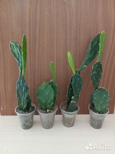 Кактус опунция