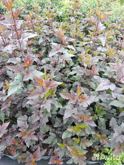 Саженцы плодовых, ягодных и декоративных культур