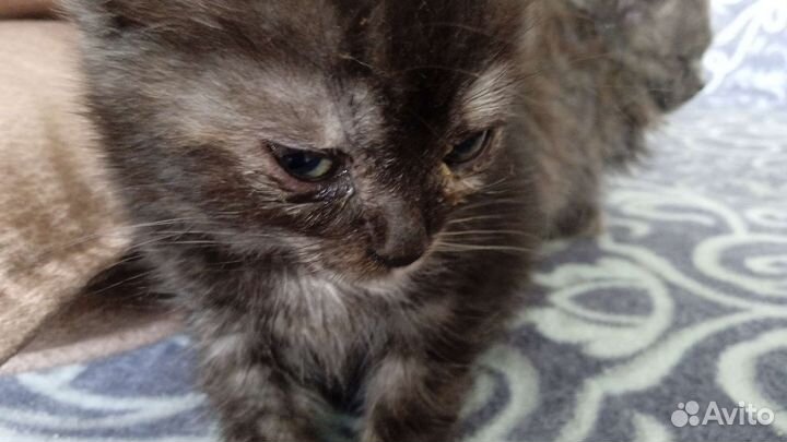 Продаю котят британцы